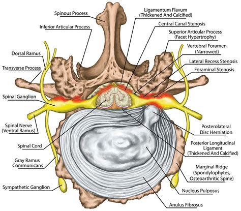 spine diagram canal 